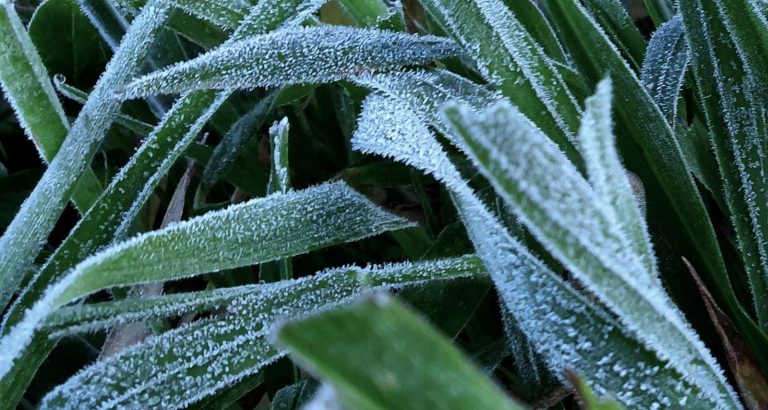 Em pleno verão, serra de SC registra baixas temperaturas e geada
