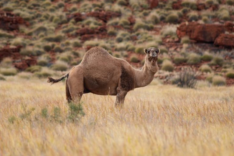Entenda por quê 10 mil camelos serão mortos na Austrália