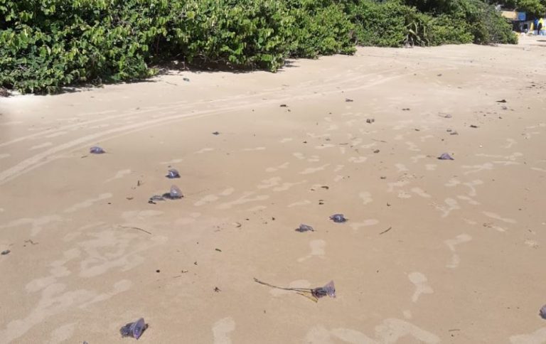 Areia da Praia de Laranjeiras amanhece cheia de Caravelas Portuguesas.