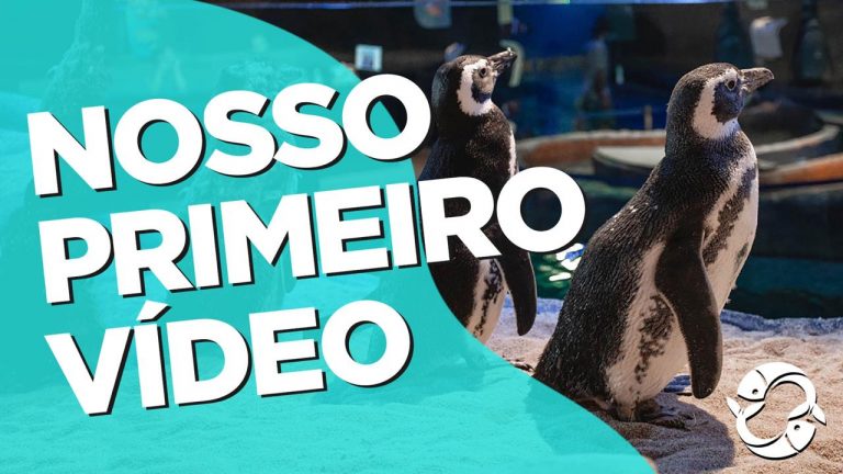 Oceanic Aquarium lança canal no Youtube com conteúdo divertido e educativo para as famílias