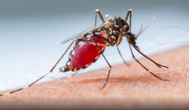 Agentes de Combate à Dengue vistoriam três bairros do município