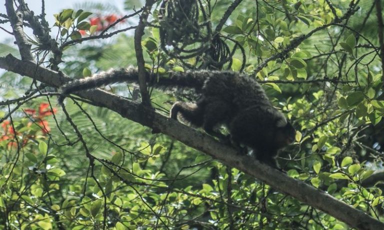 Mortes de macacos por febre amarela aumentam 208% em uma semana em Santa Catarina