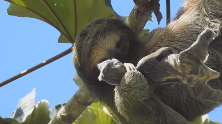 VÍDEO: Bicho preguiça é flagrado ao dar a luz no topo de uma árvore