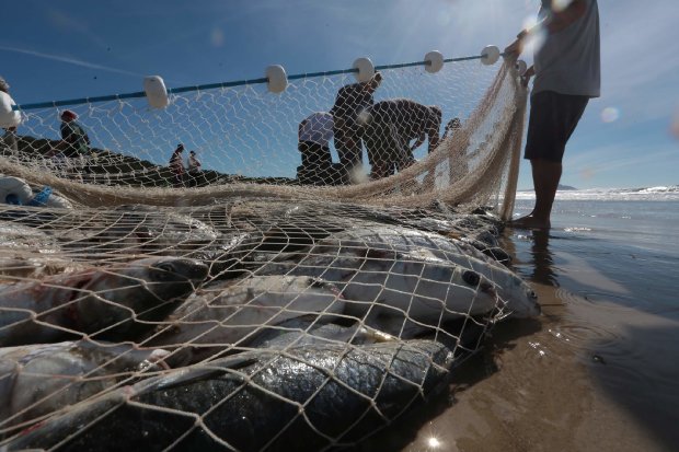 Pesca de arrasto artesanal está liberada em Santa Catarina