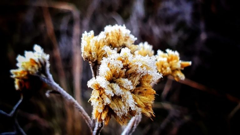 Geada e temperaturas negativas na manhã desta quinta em SC