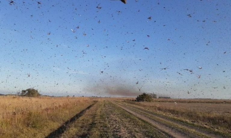 Frente fria deve afastar nuvem de gafanhotos que se aproxima do Brasil, afirmam especialistas