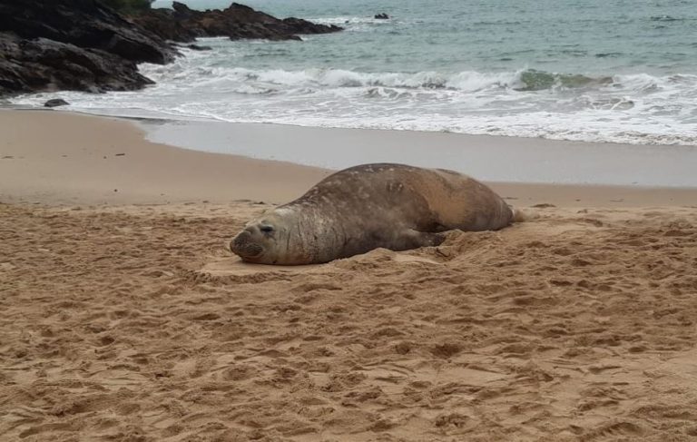 Elefante-marinho é visto descansando na Praia do Buraco