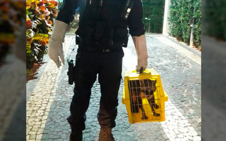 Guarda Ambiental captura “Guaxinim mão-pelada” em plena Av. Atlântica