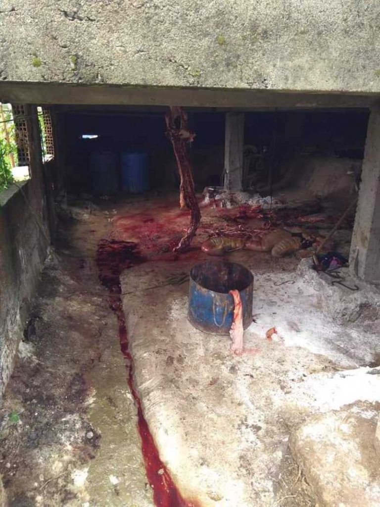 Carne de cavalo era comercializada por abatedouro clandestino no