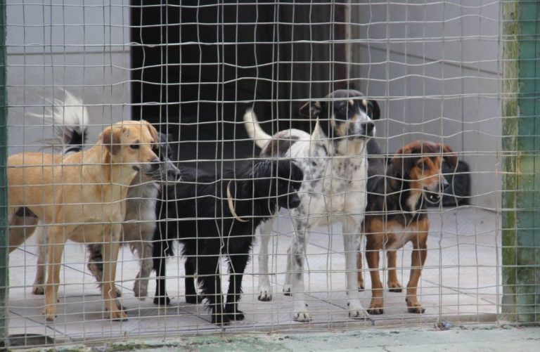 BC terá castração de cães e gatos para famílias de baixa renda