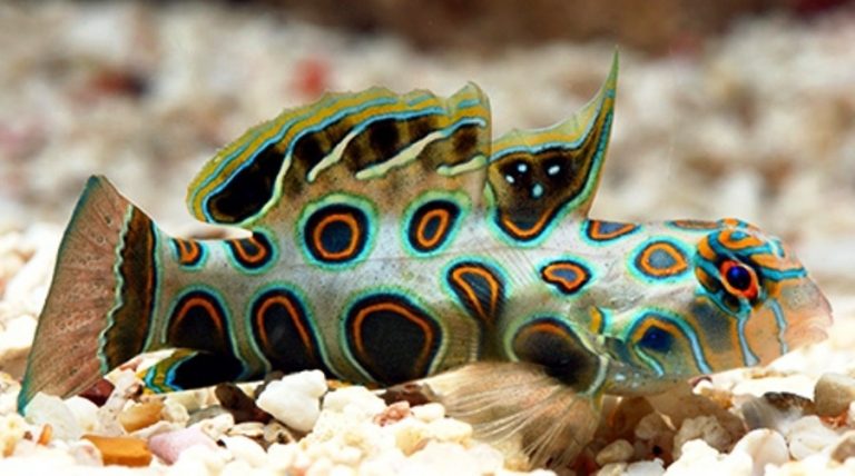 Oceanic Aquarium anuncia novidades para setembro