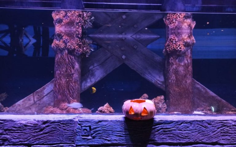 Oceanic Aquarium em clima de Halloween no final de semana