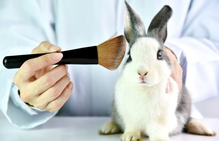 SC: Lei proíbe uso de animais em testes de produtos cosméticos, higiene e perfumes