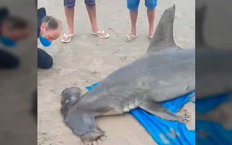 Tubarão-martelo aparece na prainha de São Miguel