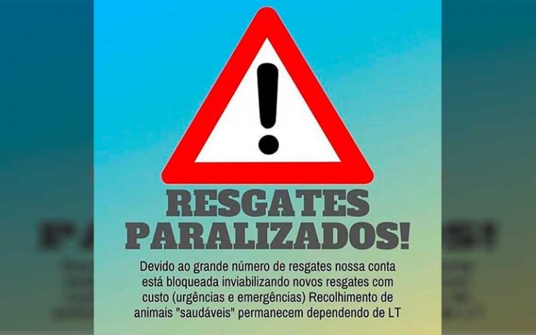 Protetores de Camboriú paralisam resgates de animais por falta de dinheiro