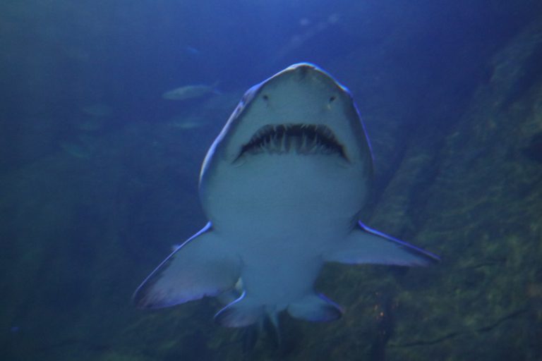 Casal adulto de tubarões da espécie Mangona chega ao Oceanic Aquarium