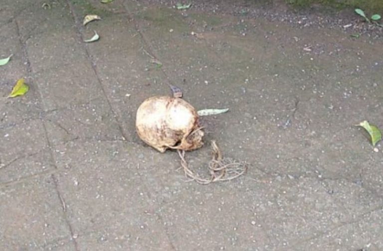 Crânio humano é encontrado em calçada