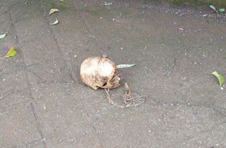 Crânio humano é encontrado em calçada