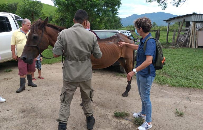 Cavalos soltos nas ruas de Camboriú se tornou insuportável