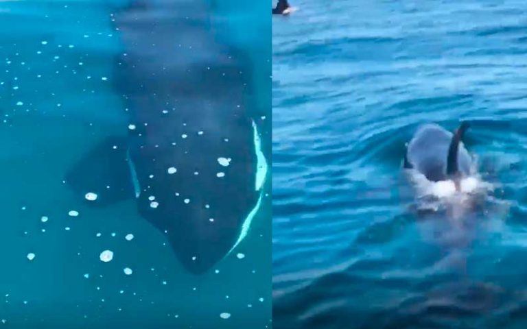 VÍDEO: Orcas aparecem e dão um show na praia de Bombinhas