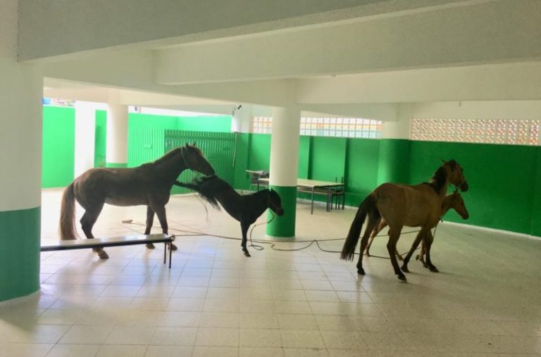 Sem controle: Cavalos invadem escola em Camboriú