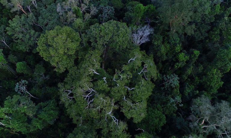 Desmatamento na Amazônia tem queda de 70% em janeiro