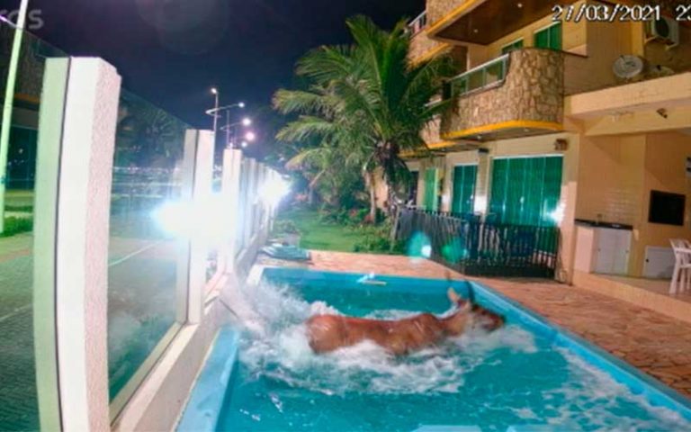 VÍDEO: Boi invade pousada e cai em piscina para fugir de farristas em Bombinhas