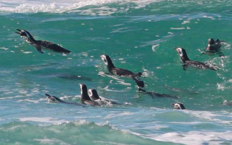 Após reabilitação, 21 pinguins são liberados em praia de Florianópolis
