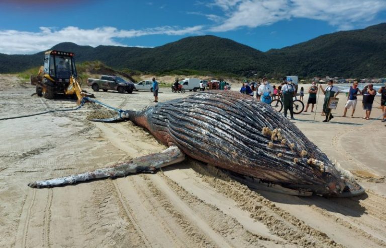 Baleia-jubarte é encontrada morta em praia