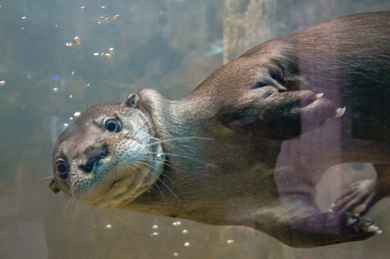 Oceanic Aquarium apresenta a Semana da Lontra em alusão às datas comemorativas da espécie