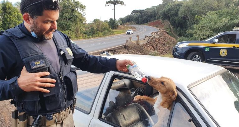 Cães abandonados em veículo acidentado recebem água e comida de agentes da PRF