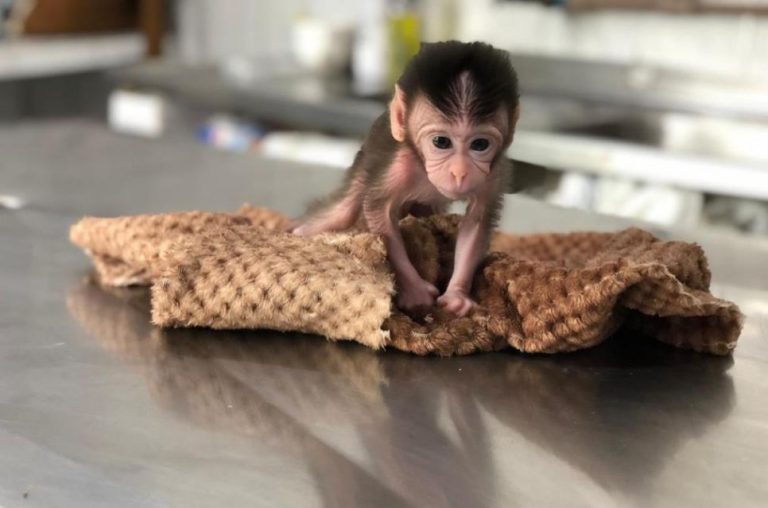 Macaco Iuri é o mais novo habitante do Zoo de Balneário Camboriú