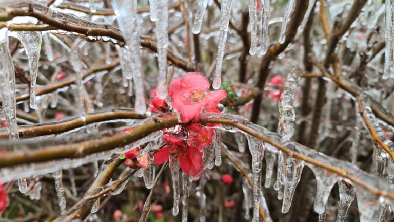 Com -7,5°C, SC registra a menor temperatura do Brasil em 2021