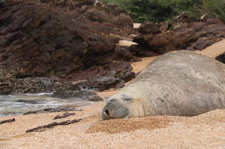 Elefante marinho aparece na Praia das Conchas, na Praia dos Amores