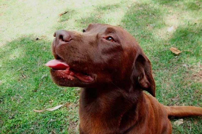 Cachorro da Polícia Civil de SC morre após atuar em mais de 300 operações em 3 estados