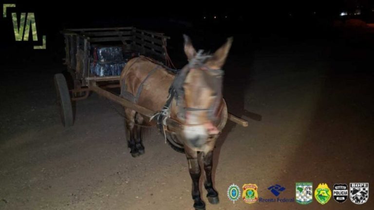 Polícia Federal apreende burro com 300 kg de maconha