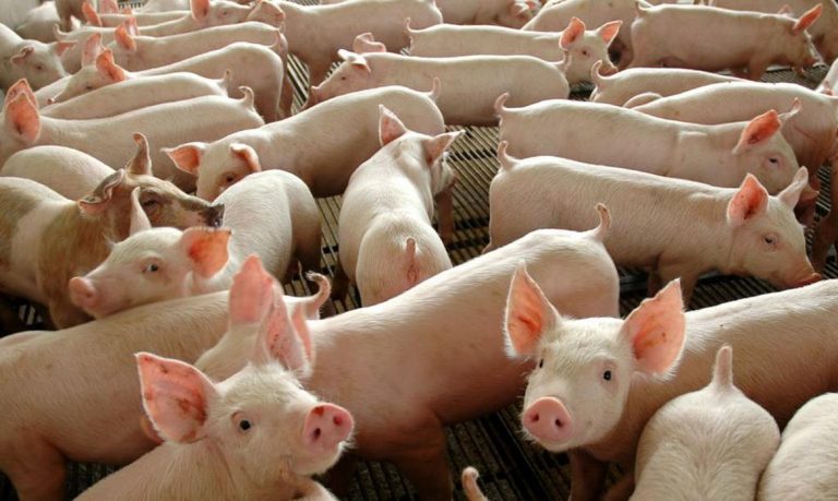Controle da peste suína africana na China segue complicado