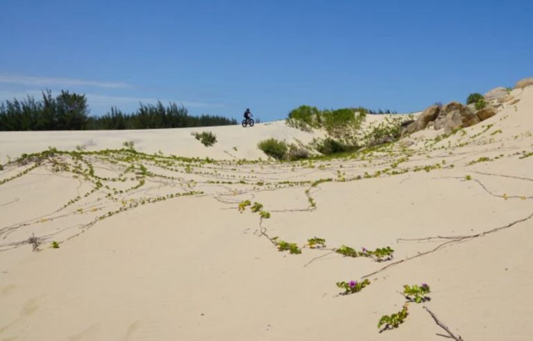 Prefeitura vai gastar R$1,5 milhão para recriar restinga em toda areia da Praia Central
