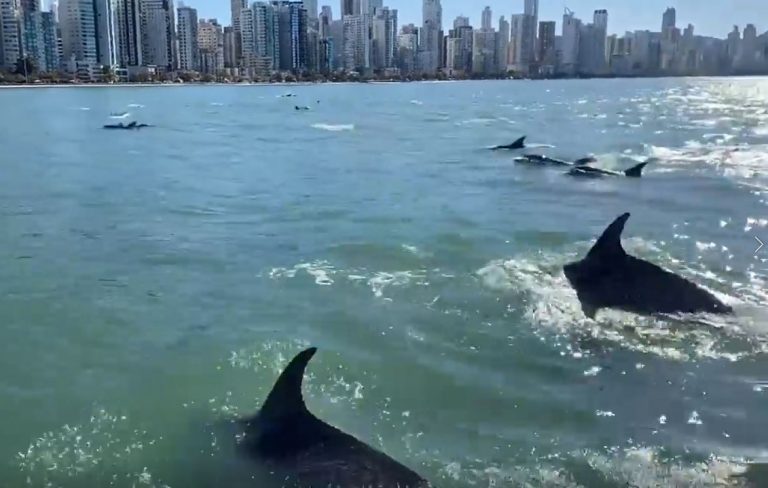 Cerca de 50 de golfinhos são avistados na Praia Central