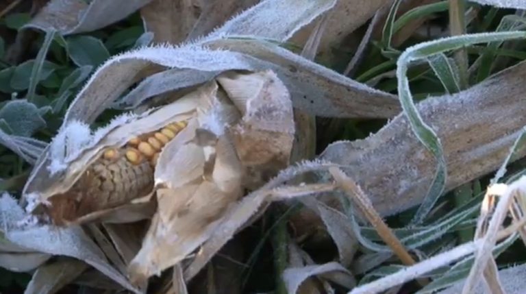 Milho, banana, café… veja quais alimentos foram impactados pelas geadas e podem ficar mais caros