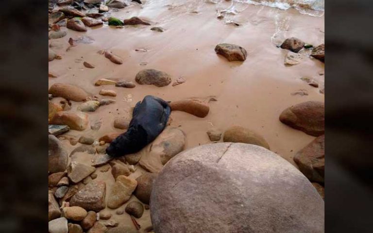 PM e GM Ambiental tentam capturar leão marinho ferido em Taquaras
