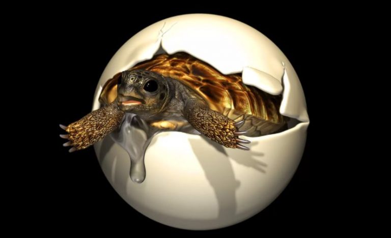 Fóssil de ovo da Era dos Dinossauros é encontrado com embrião