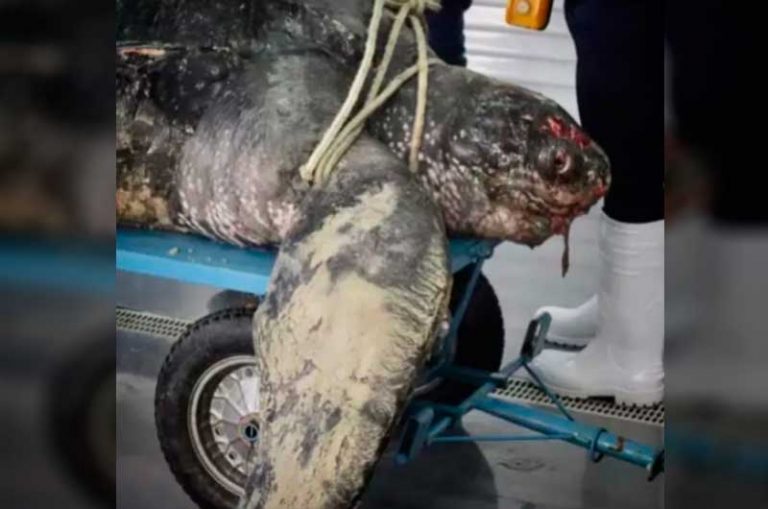 Tartaruga-gigante rara com 225 quilos é encontrada morta em Porto Belo