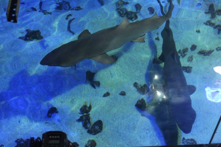 Oceanic Aquarium inaugura passarela de vidro suspensa sobre habitat dos tubarões