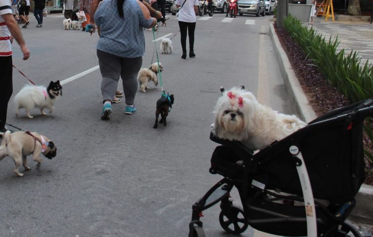 Sábado tem “Cãominhada” em Balneário Camboriú