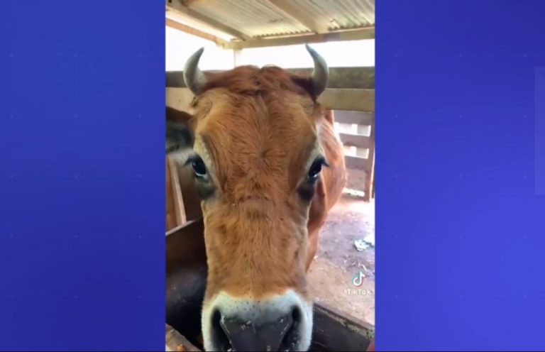 Ô, GRAAACE! Amizade entre vaca de estimação e moradora de Camboriú faz sucesso nas redes