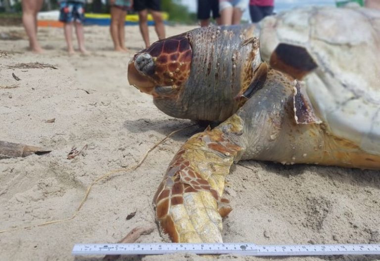 Vários animais marinhos aparecem mortos nas praias da região