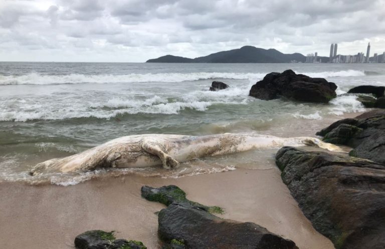 Baleia-jubarte é encontrada morta em praia de Balneário Camboriú