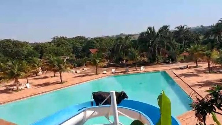 Vídeo: Vaca é filmada descendo em tobogã