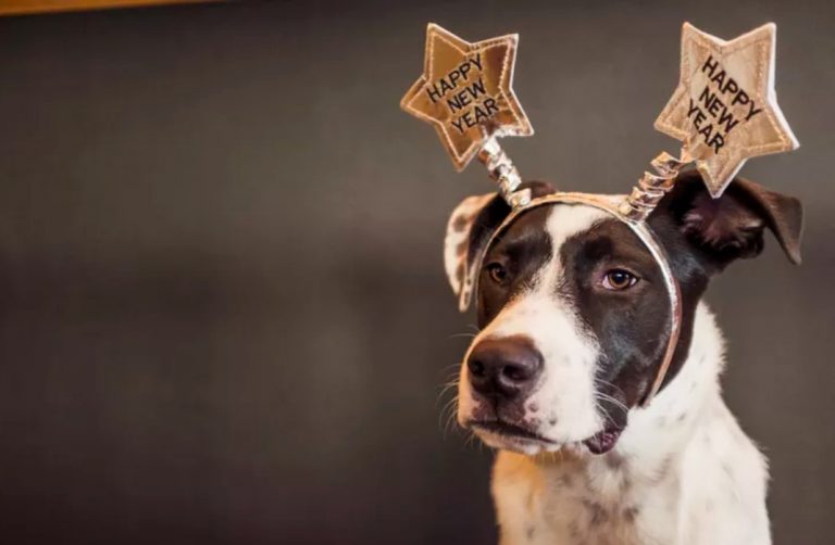 Dicas de cuidados com seu Pet durante o Réveillon